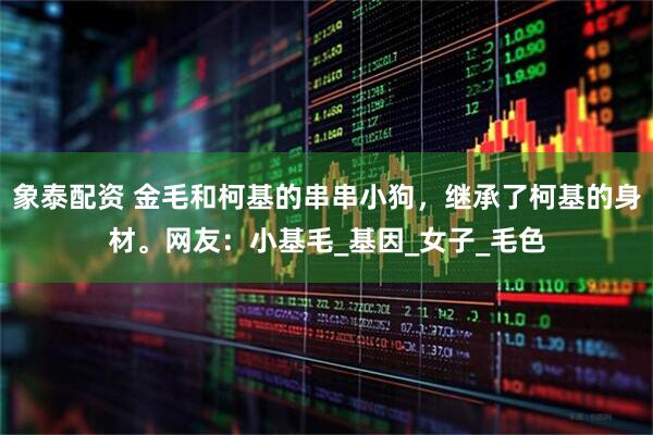 象泰配资 金毛和柯基的串串小狗，继承了柯基的身材。网友：小基毛_基因_女子_毛色